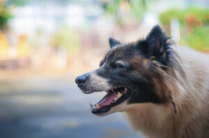 How Can Workman Car Accident & Personal Injury Lawyers Help After a Dog Bite Accident in Fort Lauderdale, FL?