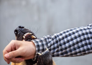 How Workman Car Accident & Personal Injury Lawyers Help Dog Bite Victims in Clermont, FL